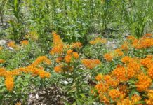 Sacred Grounds Grows Gardens and Relationships in Northwest Ohio Communities