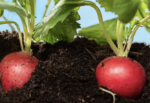 MLocal February/March 2026